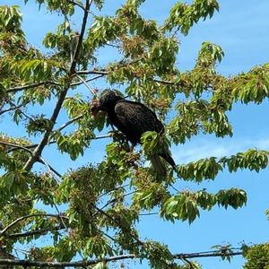 Meet your Posher, Peter